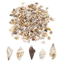 Морські Ракушки Спіральні, Бежеві, 7~12x3~7x3~7мм, без Отвори, близько 380шт/50г, (УТ100005982)