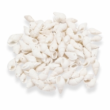 Намистини Морські Ракушки Пофарбовані, Білі, 17-31x10-15x8-11мм, Отвір 1мм, близько 75шт/50г, (УТ100014008)