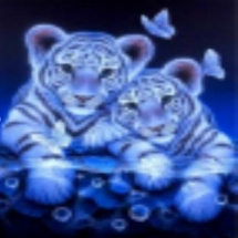 Алмазная Мозаика по номерам "Белые тигрята",Основа на Раме, Стразы, Размер: 40х50см, (УТ100025988)