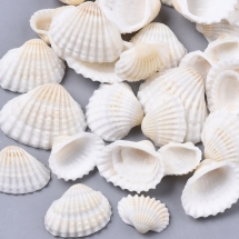Морские Ракушки Натуральный Цвет, 12-27x15-35x5-12мм, без Отверстия, около 160шт/500г, (УТ100027809)
